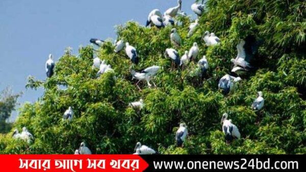 অতিথি পাখি