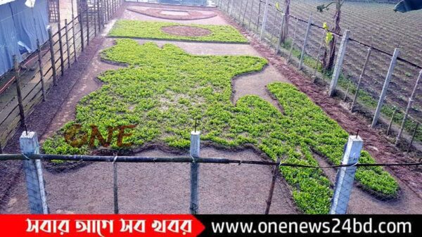 কুলিয়ারচরে কৃষকের বহুমুখী উদ্যোগ, সবজি দিয়ে তৈরি করলেন মানচিত্র, পতাকা ও নৌকা