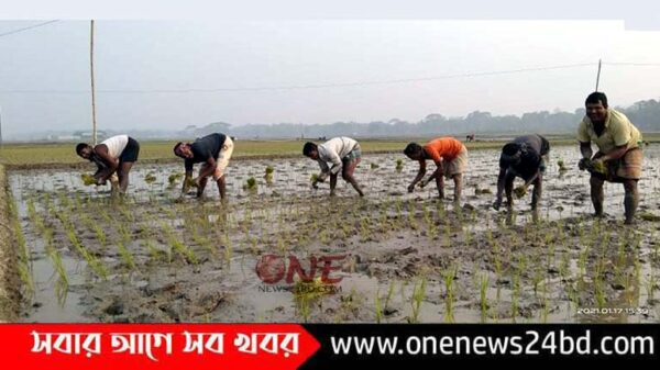 নিকলীতে বোরো ধানের চারা রোপনে ব্যস্ত কৃষক