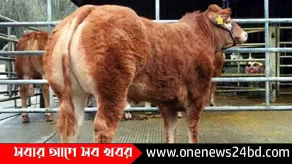 গরুর দাম তিন কোটি ১১ লাখ টাকা!