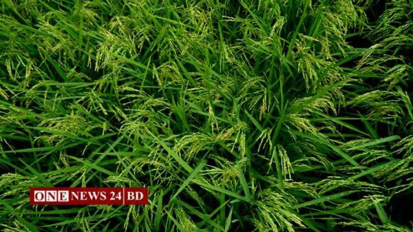 নিকলীর হাওরে এখন সবুজের সমারোহ