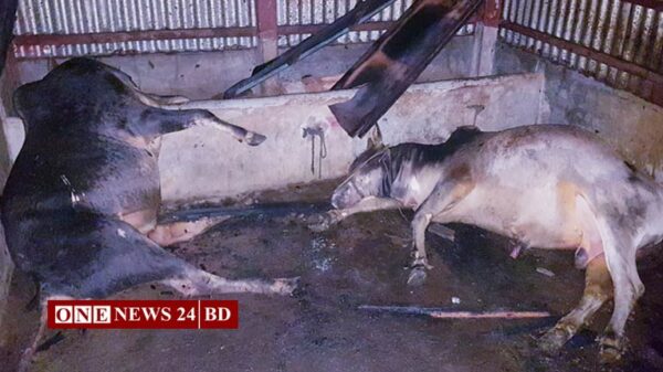 কুলিয়ারচরে আগুনে পুড়লো অটো চালকের দেড় লাখ টাকার ২টি গরু