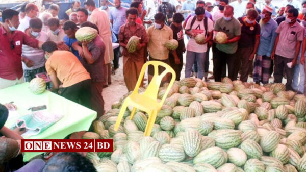 তরমুজ বিক্রি হচ্ছে প্রতি পিস মাত্র ৪০ টাকা