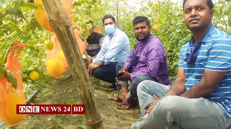 নতুন জাতের ফল হলুদ তরমুজ চাষ হচ্ছে কিশোরগঞ্জের পাকুন্দিয়াতে