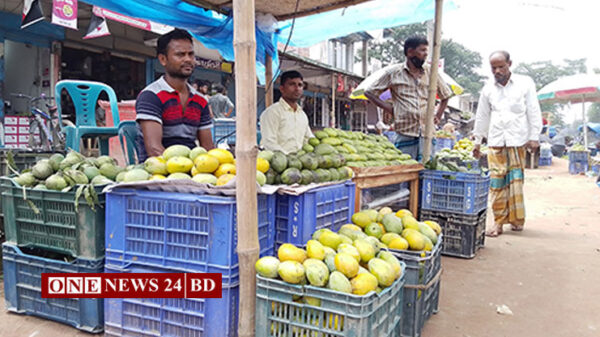 করোনার প্রভাব আমের বাজারে, সূর্যাপুরী আম প্রতি কেজি ৭ টাকা
