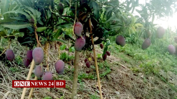 বিশ্বের সবচেয়ে দামি আম ‘সূর্যডিম’ চাষ হচ্ছে বাংলাদেশে