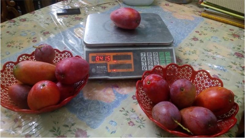 বিশ্বের সবচেয়ে দামি আম ‘সূর্যডিম’ চাষ হচ্ছে বাংলাদেশে