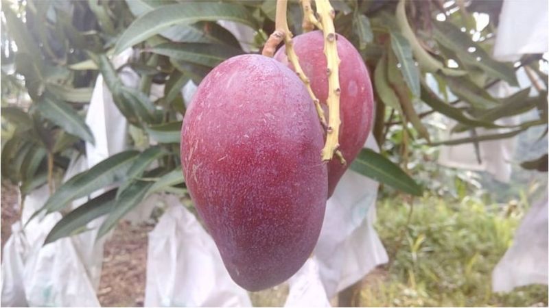 বিশ্বের সবচেয়ে দামি আম ‘সূর্যডিম’ চাষ হচ্ছে বাংলাদেশে