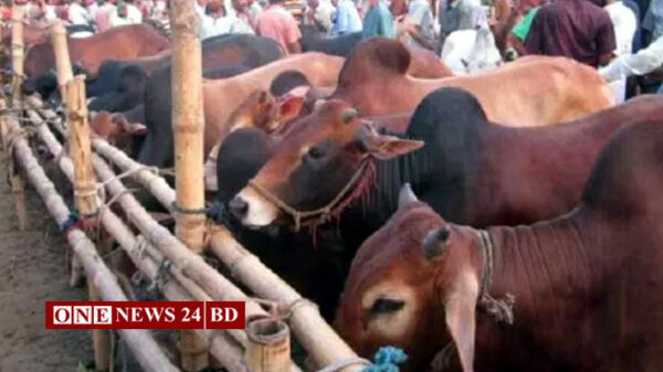 ১৭ জুলাই থেকে রাজধানীতে শুরু হচ্ছে কোরবানির পশুর হাট