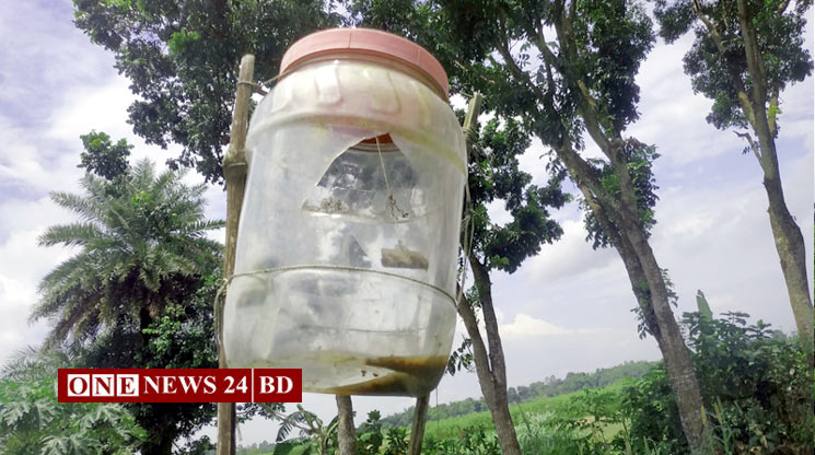 নওগাঁয় ‘সেক্স ফেরোমন’ফাঁদ ব্যবহার করে বিষমুক্ত সবজি চাষে আগ্রহ বাড়ছে কৃষকদের