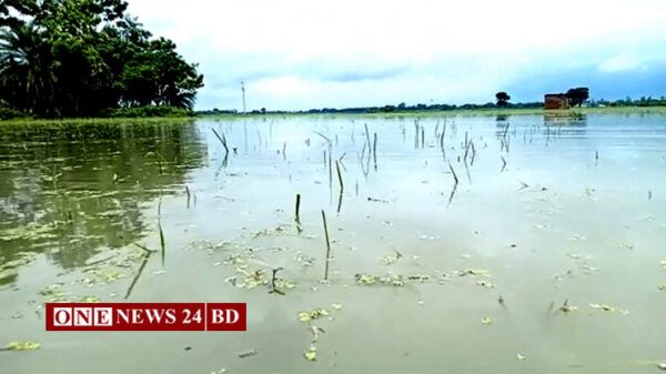 শার্শায় টানা বৃষ্টিতে তলিয়ে গেছে সদ্য রোয়া আমন ধান 