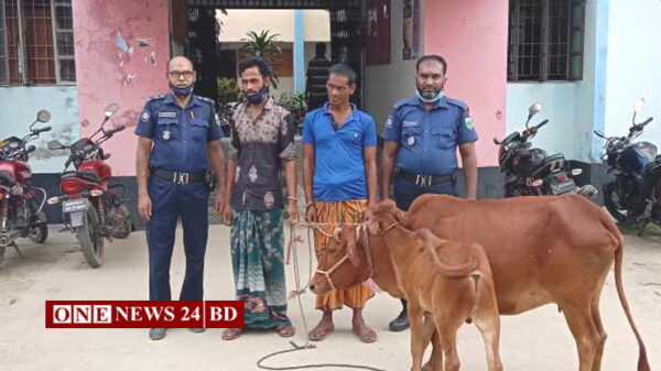 নওগাঁর ধামইরহাটে ২ গরু চোর আটক