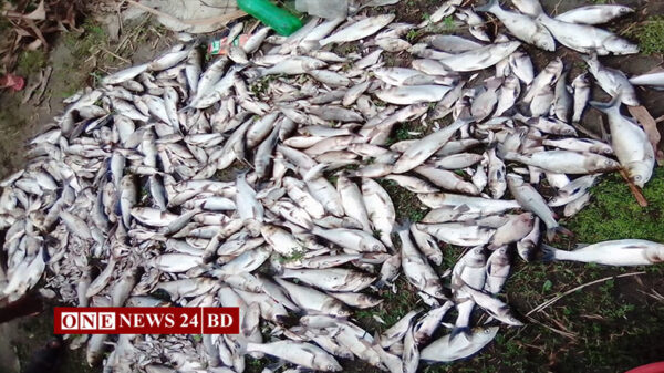 মাছের সাথে এ কেমন শক্রুতা!