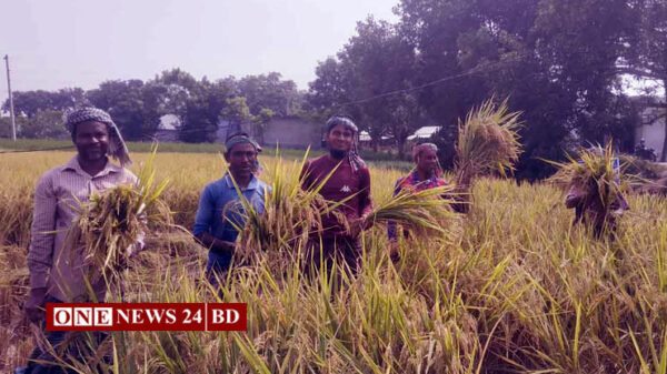 নওগাঁয় আশার আলো জাগিয়েছে বিনা-১৭ ধান