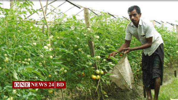 বারোমাসি টমেটো চাষে সফল দাউদকান্দির শাওন