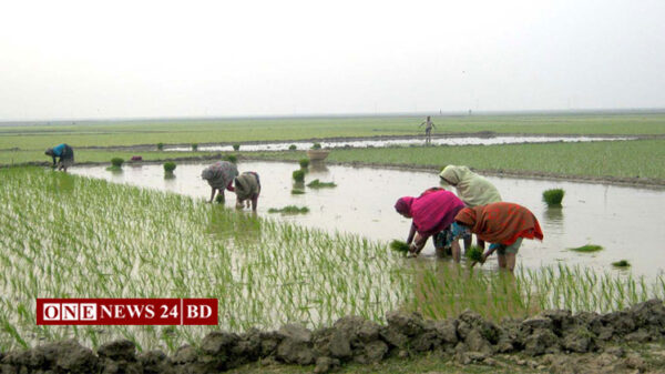 নিকলীতে বোরোর চারা রোপণে ব্যস্ত চাষিরা