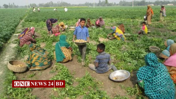 জয়পুরহাটে আগাম জাতের আলু চাষে লাভবান চাষিরা