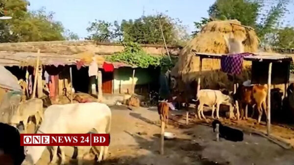 বাংলাদেশের যে অঞ্চলে গরু-মহিষের ‘জন্ম নিবন্ধন’ বাধ্যতামূলক