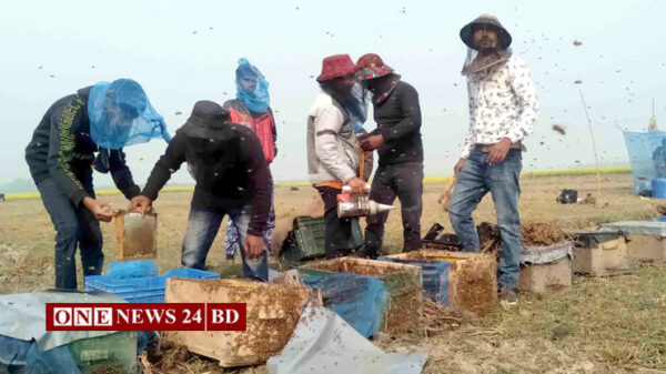 নওগাঁয় সরিষা ফুল থেকে মধু সংগ্রগে আগ্রহ বাড়ছে বেকার যুবকদের