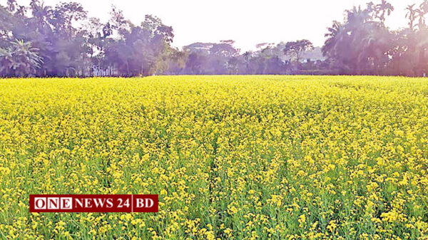 নিকলীর হাওরে হলুদ বর্ণে সরিষা ফুলের হাসি