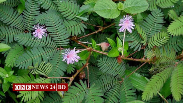 আশ্চর্য্য রকম গুনের অধিকারী লজ্জাবতী লতা