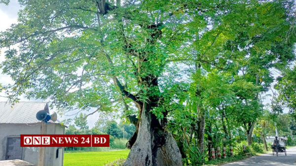 ব্যক্তির কথায় সরে গিয়েছিল যে শিমুল গাছ