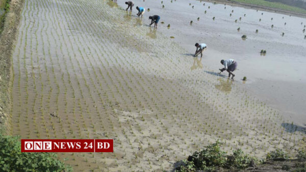 তাড়াইলে বোরোর চারা রোপণে ব্যস্ত কৃষক 