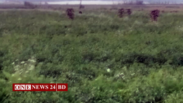 কৃষিতে উন্নত বীজ ও প্রযুক্তির ব্যবহার হোসেনপুরে বালুচরে সবুজ ফসলের ঝিলিক