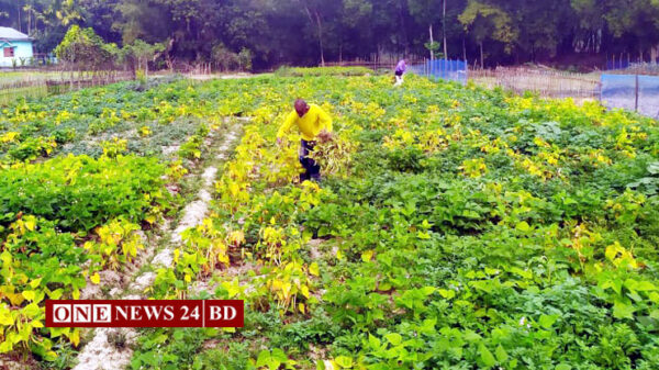 কমলগঞ্জে শীতকালীন সবজি কাটার ধূম পড়েছে