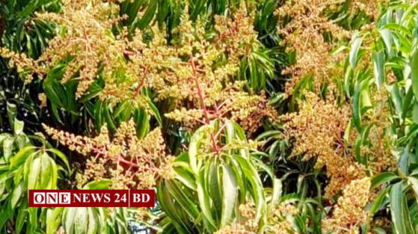 কমলগঞ্জ গাছে গাছে দুলছে আমের মুকুল