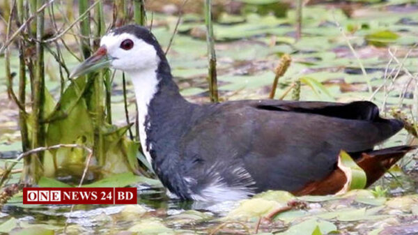 নিকলীর হাওরে বিলুপ্তির পথে জলের পাখি ডাহুক
