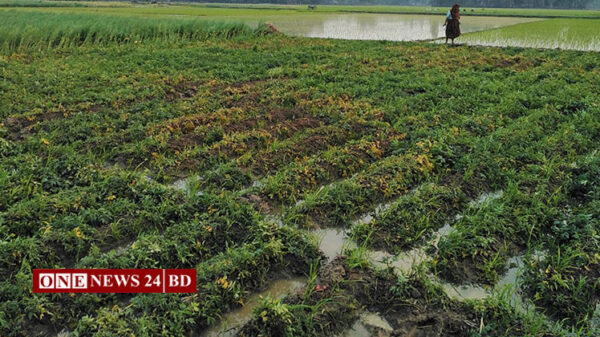 নওগাঁয় মাষের শেষে হঠাৎ বৃষ্টি, আলু আবাদের ফলন বির্পযয়ের আশংঙ্কা