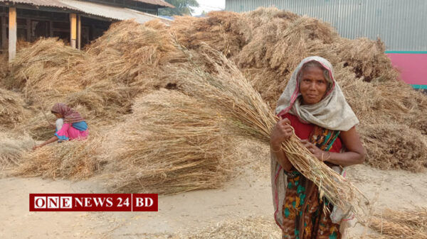 তাড়াইলের কৃষকরা খুশি সরিষার বাম্পার ফলনে 