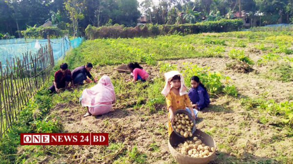 কমলগঞ্জে আলু চাষিদের মাথায় হাত