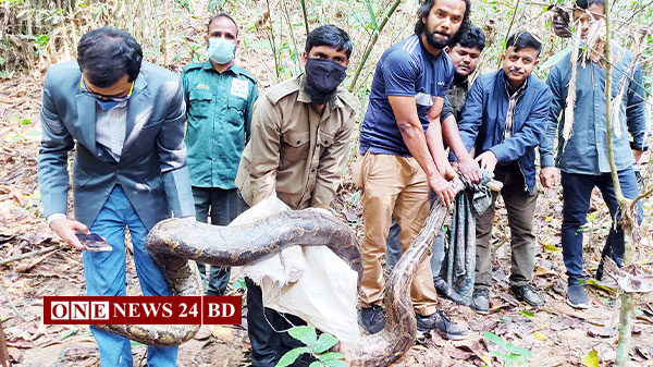 কমলগঞ্জের লাউয়াছড়া জাতীয় উদ্যানে অবমুক্ত করা হল দেশের সবচেয়ে বড় অজগর