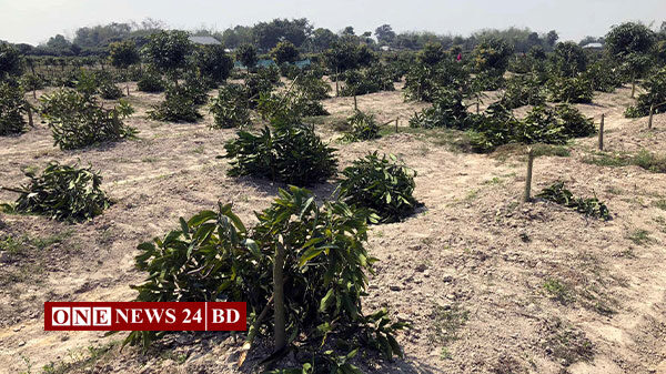 নওগাঁর সাপাহারে গাছের সাথে শত্রুতা, ৪শ আমগাছ কেটে সাবাড়