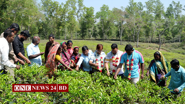 কমলগঞ্জে দলই চা বাগানে চা-পাতা বাছাই শুরু