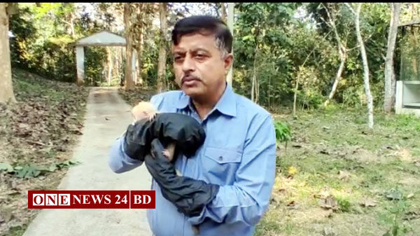 মাতৃহারা হনুমান শাবকটিকে বাঁচানো গেল না