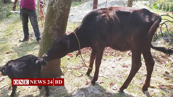 হোসেনপুরে মালিকাহীন গরু-ছাগল নিয়ে বিপাকে পুলিশ