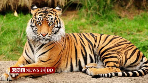 বাঘ সংরক্ষণ শিখতে বিদেশ যাবেন ২০ কর্মকর্তা