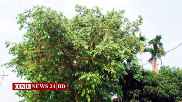 কমলগঞ্জে গাছে গাছে জামের মুকুল