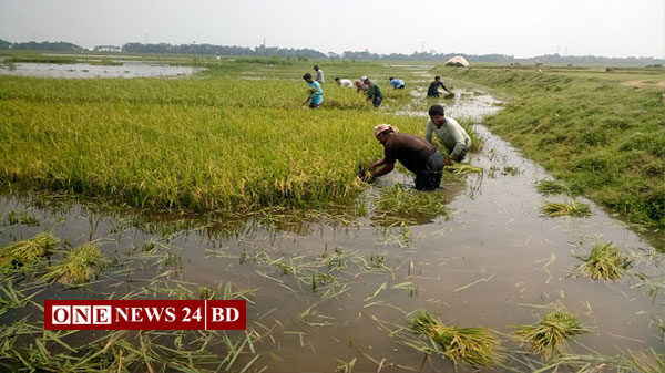 অমাবস্যার জোয়ার ও উজানের পাহাড়ি ঢলে পানিতে ডুবছে হাওরের ফসল