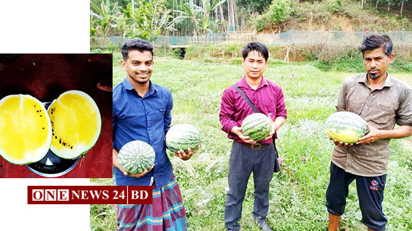 হলুদ তরমুজ চাষে সফল লাঠিটিলার খোরশেদ