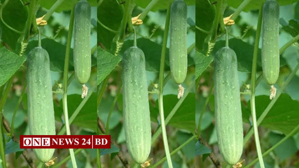 রোজায় শসা খেলে যা ঘটবে আপনার শরীরে