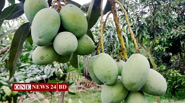 নওগাঁয় ২৫ মে থেকে পাড়া যাবে আম! দুই হাজার কোটি টাকা বিক্রির সম্ভাবনা