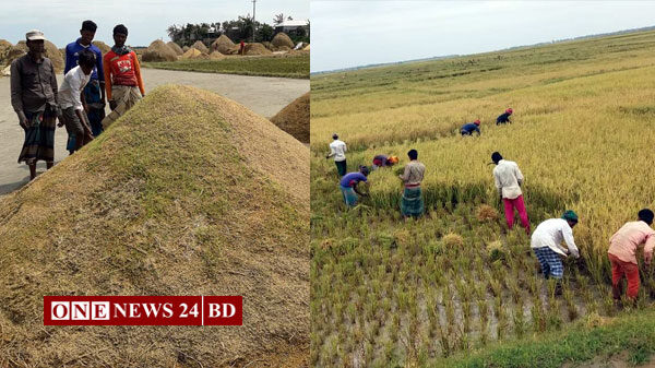 হাওরের উৎকণ্ঠার ধান কৃষকের গোলায় উঠলো অবশেষে