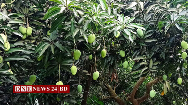 একটি গাছেই ৩০ প্রজাতির আম