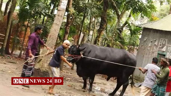 তাড়াইলে ৩০ মণ ওজনের ভাটির রাজার দাম  ১২ লাখ টাকা