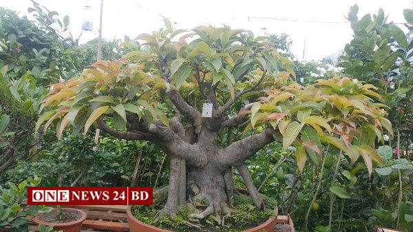 এবারের বৃক্ষমেলায় সর্বোচ্চ মূল্যের এই গাছটির দাম ১৩ লাখ টাকা