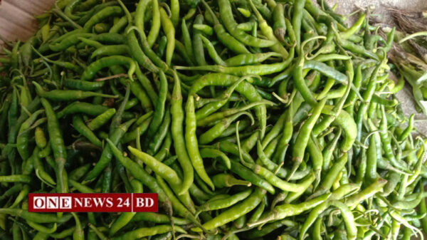 তাড়াইলে কাঁচামরিচের কেজি ২৫০ টাকা 